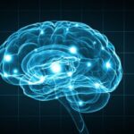 depositphotos_77436984-stock-photo-human-brain